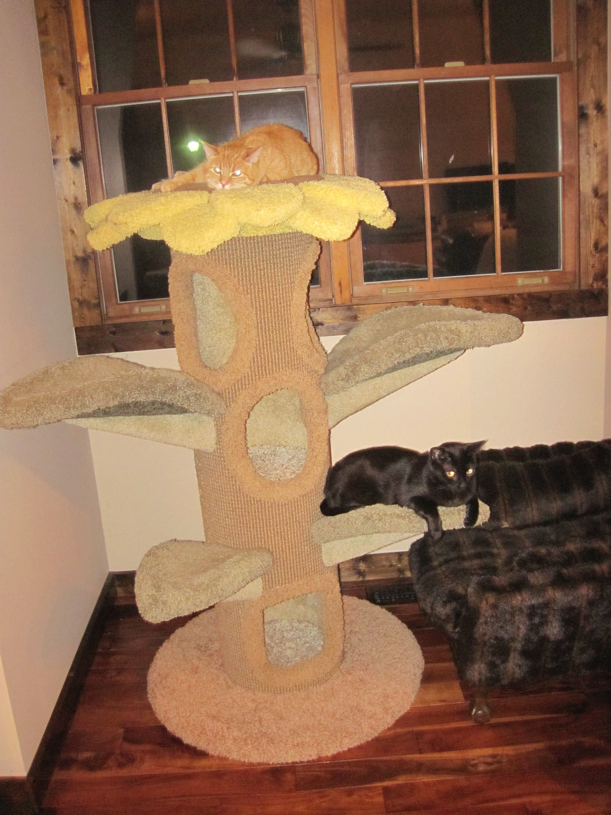 Missy and Chilly Missy and Chilly on the cat tree